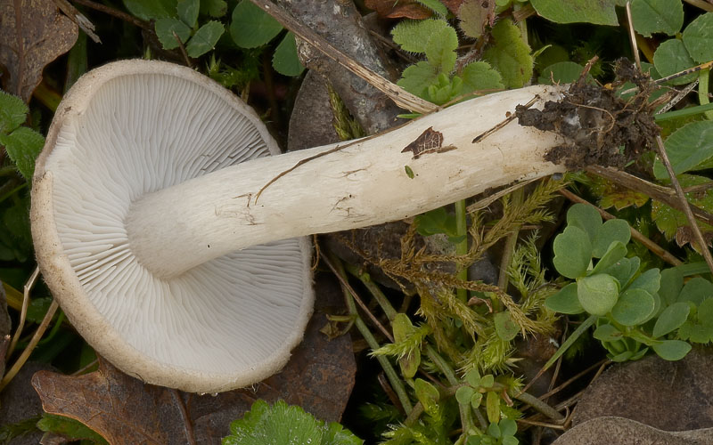 Tricholoma scalpturatum